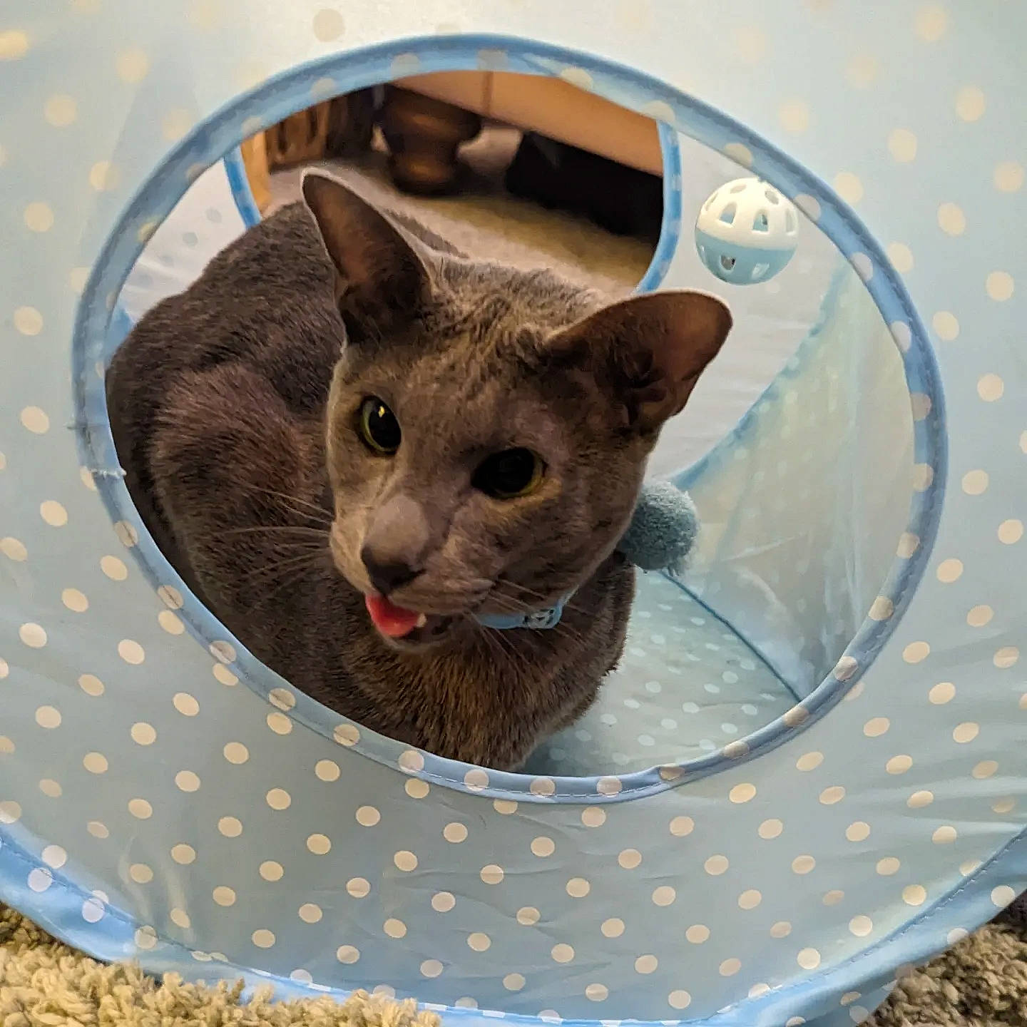 Oswald joined the competition — help win amazing prizes! art, carnivore, cat, cat_bed, cat_supply, circle, dishware, domestic_short_haired_cat, fashion_accessory, felidae, fur, pattern, pet_supply, serveware, small_to_medium_sized_cats, snout, tail, terrestrial_animal, whiskers, window