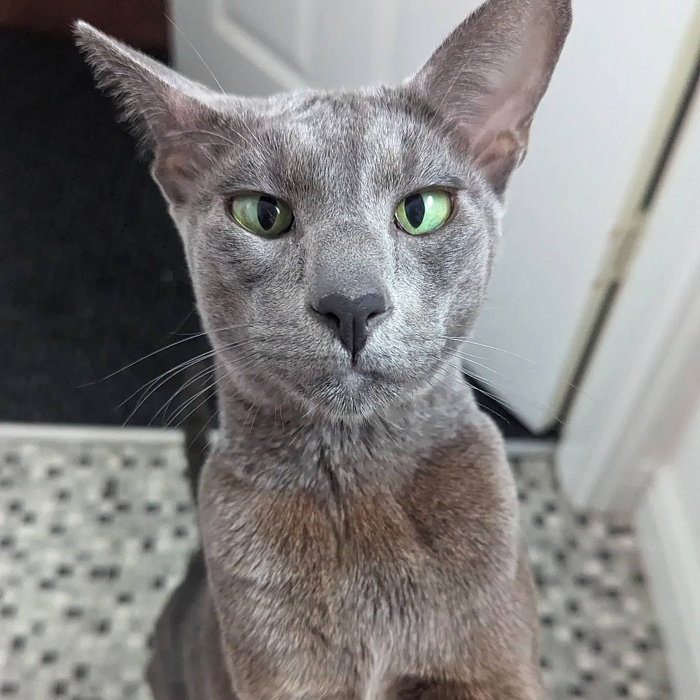 Oswald is registered to the contest to win money with this photo: carnivore, cat, domestic_short_haired_cat, ear, felidae, fur, grey, russian_blue, small_to_medium_sized_cats, snout, whiskers