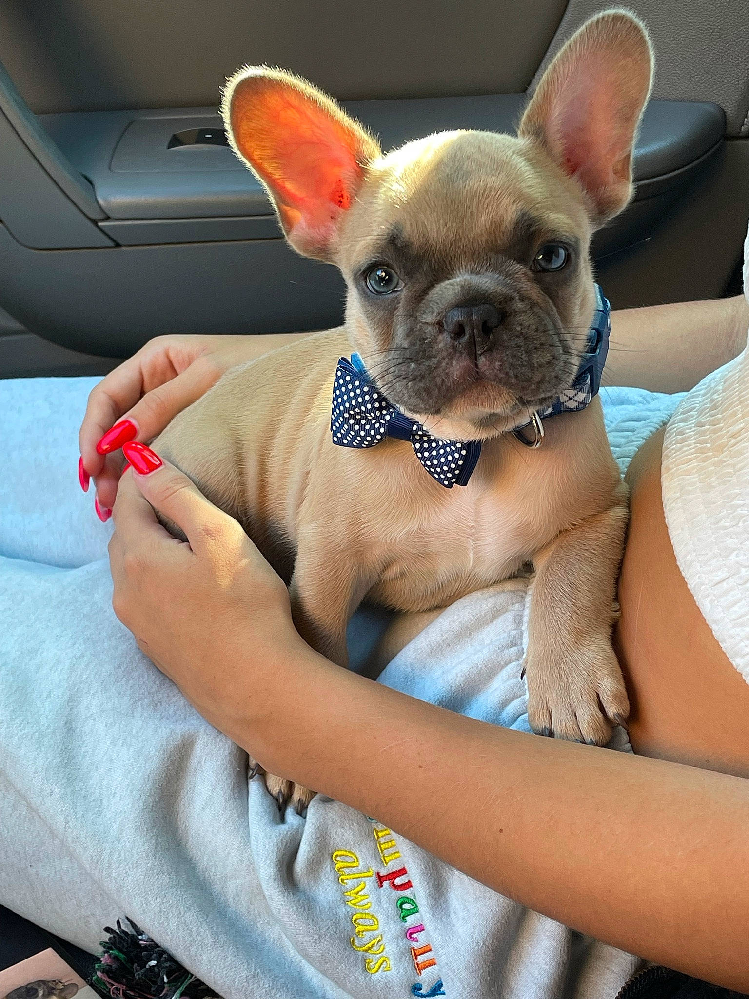 Frankie joined the competition — help win amazing prizes! carnivore, chihuahua, comfort, companion_dog, dog, dog_breed, dog_supply, ear, fawn, flesh, hat, human_body, nail, pattern, snout, terrestrial_animal, toy_dog, whiskers, windshield, working_animal