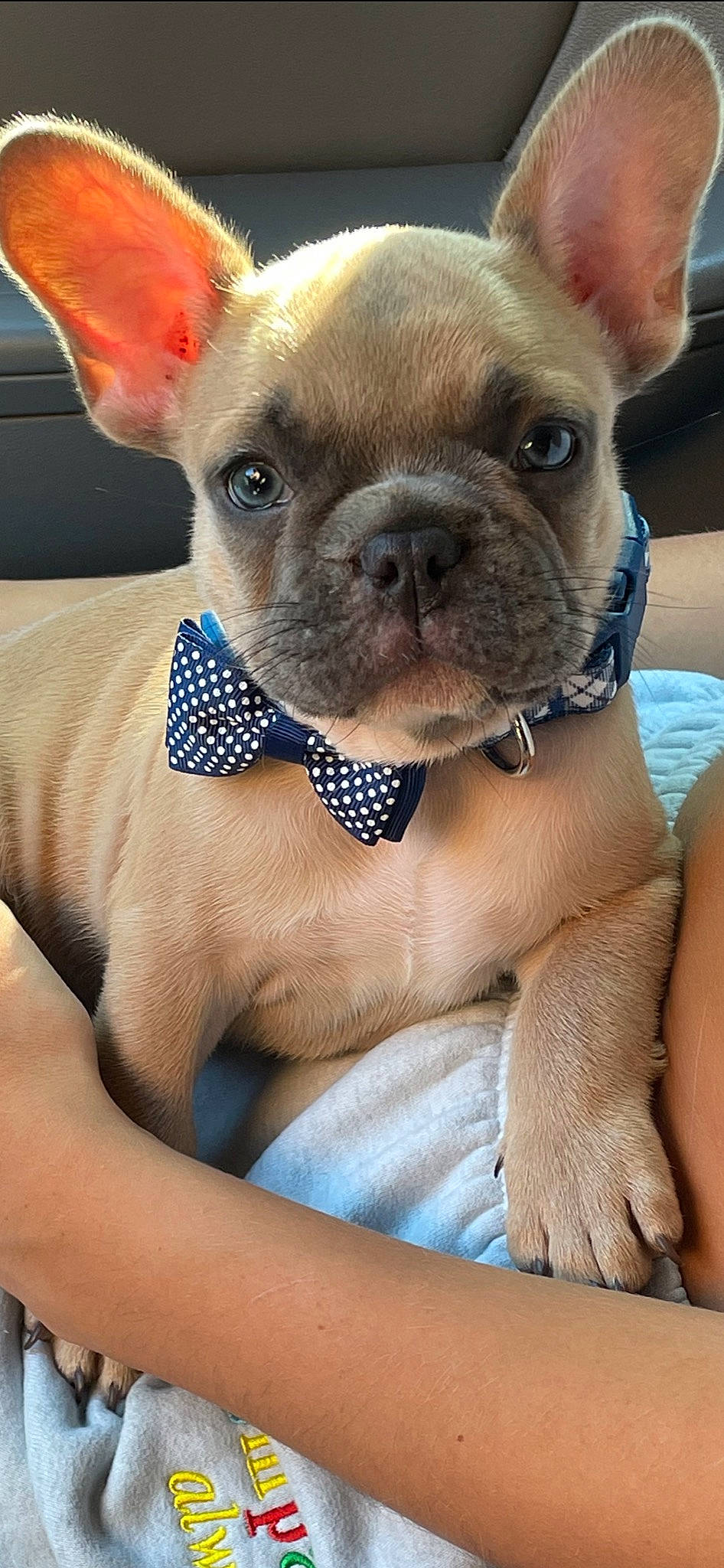 Frankie joined the competition — help win amazing prizes! blue, bulldog, canidae, carnivore, companion_dog, dog, dog_breed, dog_supply, ear, fawn, muscle, non_sporting_group, photography, puppy, snout, terrestrial_animal, toy_dog, whiskers, working_animal, wrinkle