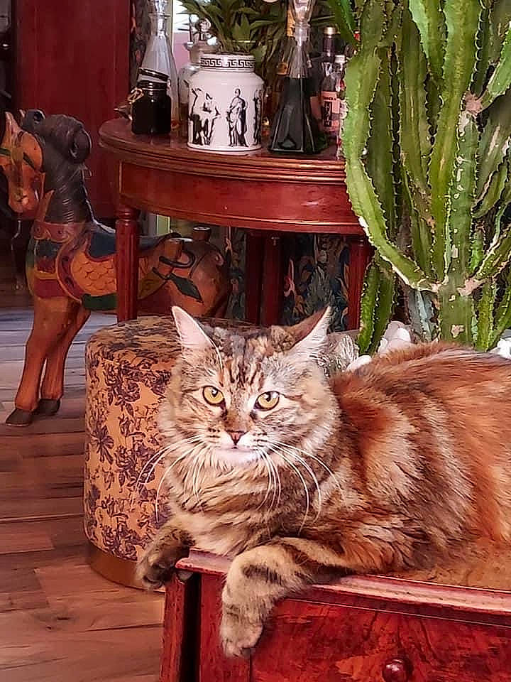 Zara a rejoint le concours — aidez-le/la à gagner de superbes lots ! carnivore, cat, chair, domestic_short_haired_cat, fawn, felidae, flooring, flowerpot, fur, hardwood, houseplant, plant, sitting, small_to_medium_sized_cats, table, tail, terrestrial_plant, whiskers, wildlife, wood
