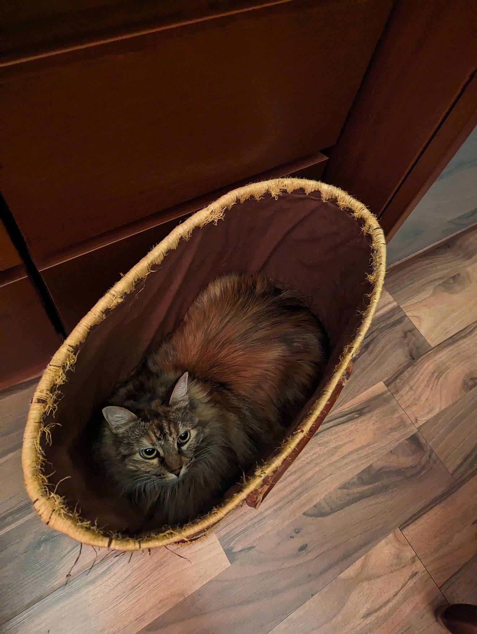 Zara participe au concours pour gagner de l'argent avec cette photo : carnivore, cat, comfort, domestic_short_haired_cat, fawn, felidae, flooring, fur, hardwood, pest, plank, small_to_medium_sized_cats, snout, tail, terrestrial_animal, tints_and_shades, whiskers, window, wood, wood_stain