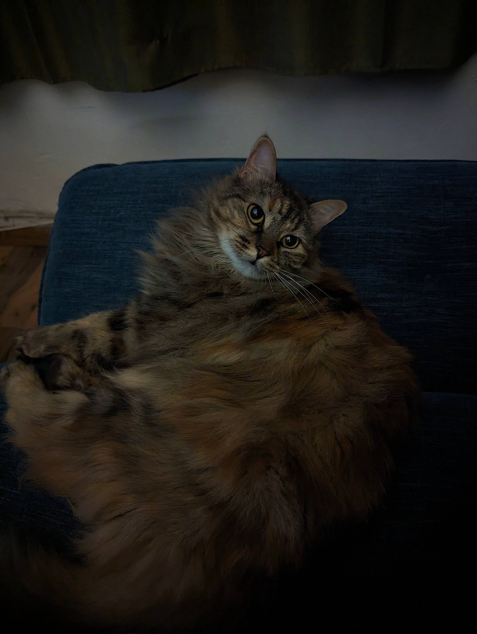 Zara participe au concours pour gagner de l'argent avec cette photo : carnivore, cat, comfort, couch, darkness, domestic_short_haired_cat, fawn, felidae, flooring, fur, grey, hardwood, iris, maine_coon, small_to_medium_sized_cats, snout, tail, terrestrial_animal, whiskers, wood