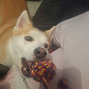 Ambre participe au concours pour gagner de l'argent avec cette photo : animal, blanket, chewing, close_up, couch, cute, dog, domestic_animal, floor_tiles, fun, indoor, mouth_open, nostrils, pet, playful, playing, rope_toy, tan_fur, toy, white_fur