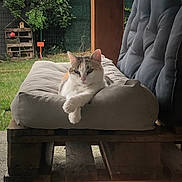 Comète participe au concours pour gagner de l'argent avec cette photo : animal, bench, cat, cushion, daylight, domestic_animal, ears, face, feline, fur, grass, greenery, nature, outdoor, paw, pet, relaxed, resting, wood, wooden_pallet