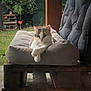 animal, bench, cat, cushion, daylight, domestic_animal, ears, face, feline, fur, grass, greenery, nature, outdoor, paw, pet, relaxed, resting, wood, wooden_pallet