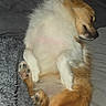 puppy, dog, sleeping, lying_down, belly_up, fluffy, fur, paws, tail, brown_and_white, pet, cute, nap, bed, blanket, indoors, cozy, portrait, flash_photography, relaxed