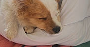 Ruby participe au concours pour gagner de l'argent avec cette photo : animal, blanket, comfort, cozy, cute, dog, ears, fleece, fur, indoors, napping, paw, pet, pillow, relaxed, resting, sleeping, snout, soft, warm