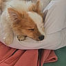 animal, blanket, comfort, cozy, cute, dog, ears, fleece, fur, indoors, napping, paw, pet, pillow, relaxed, resting, sleeping, snout, soft, warm