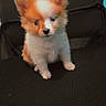 adorable, animal, background, black, chair, cute, dog, expression, fluffy, fur, indoor, orange, pet, portrait, puppy, sitting, small, texture, white, young