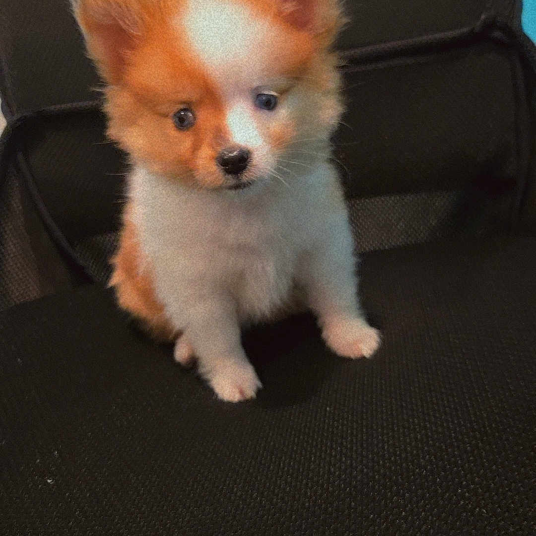 Ruby