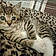 Tigger
