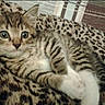 cat, kitten, tabby, spotted, striped, animal, pet, feline, blue_eyes, wide_eyes, whiskers, ears, paws, white_paws, lying_down, blanket, leopard_print, indoors, portrait, cute