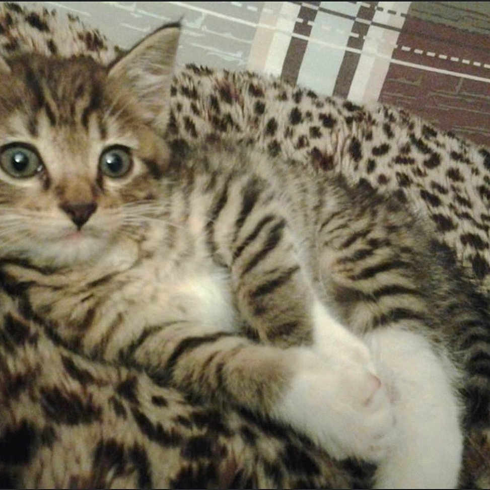 Tigger