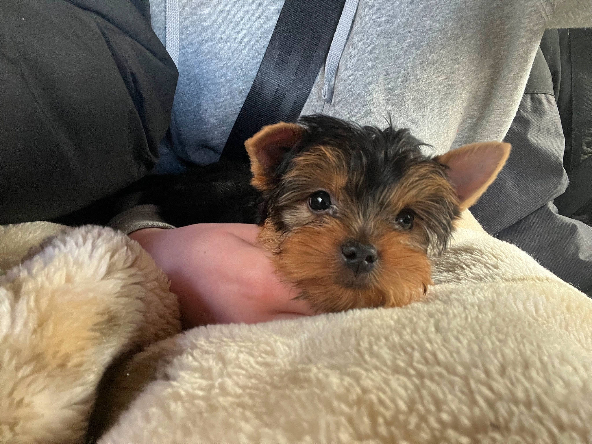 Jessy participe au concours pour gagner de l'argent avec cette photo : carnivore, comfort, companion_dog, dog, dog_breed, dog_supply, fawn, fur, liver, paw, puppy_love, small_terrier, snout, terrestrial_animal, terrier, toy_dog, working_animal, wrist, yorkipoo, yorkshire_terrier