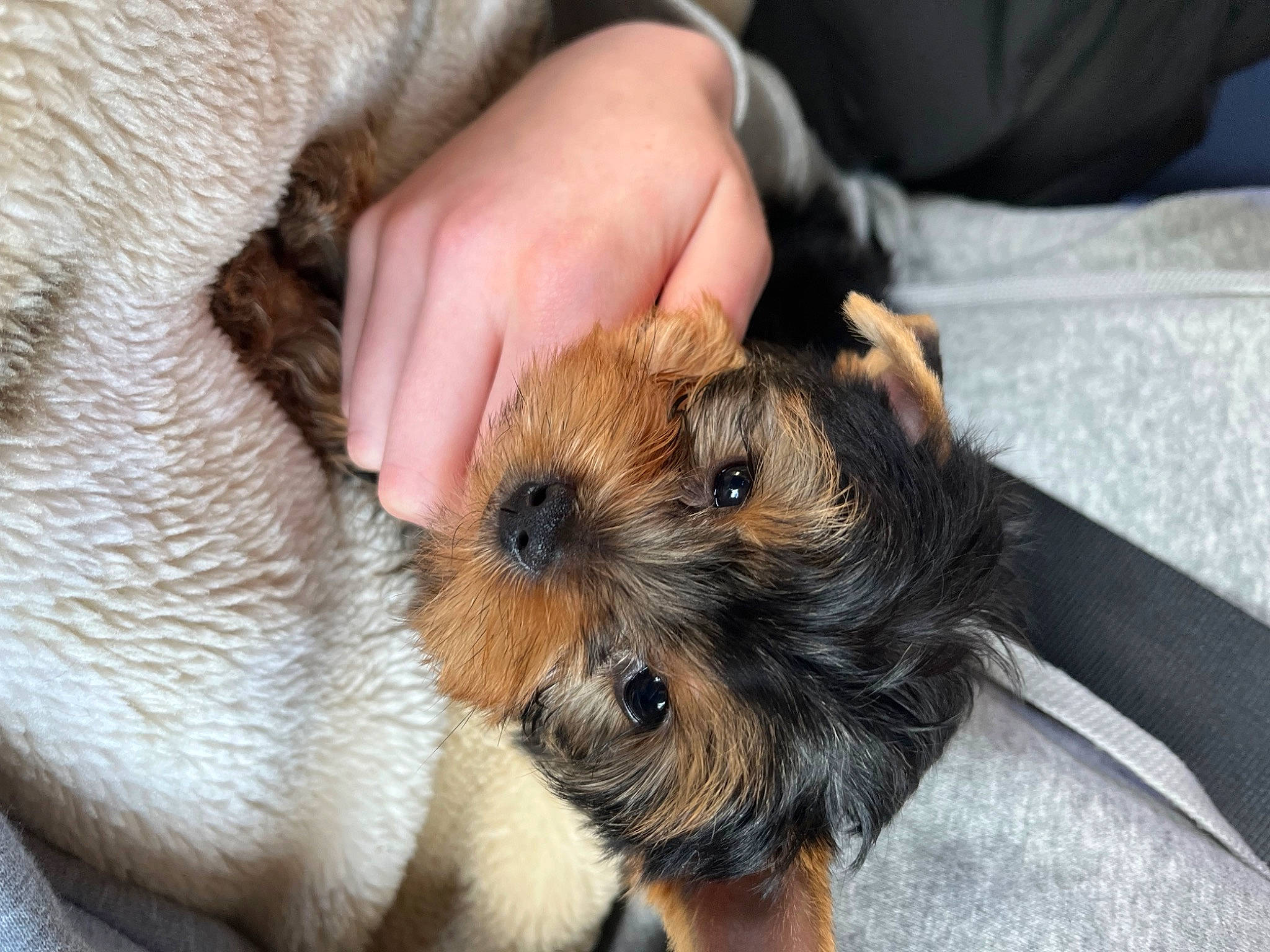 Jessy participe au concours pour gagner de l'argent avec cette photo : canidae, carnivore, claw, companion_dog, dog, dog_breed, fawn, fur, nail, paw, sharing, small_terrier, snout, sporting_group, terrestrial_animal, terrier, whiskers, wrist