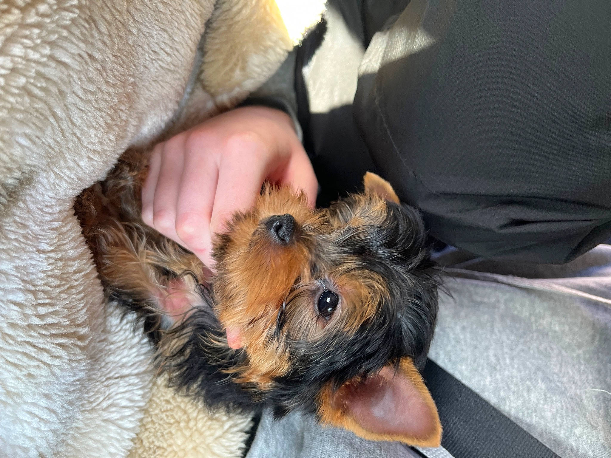 Jessy participe au concours pour gagner de l'argent avec cette photo : canidae, carnivore, claw, comfort, companion_dog, dog, dog_breed, ear, fawn, felidae, fur, mammal, paw, snout, sporting_group, terrestrial_animal, terrier, toy_dog, vertebrate, whiskers