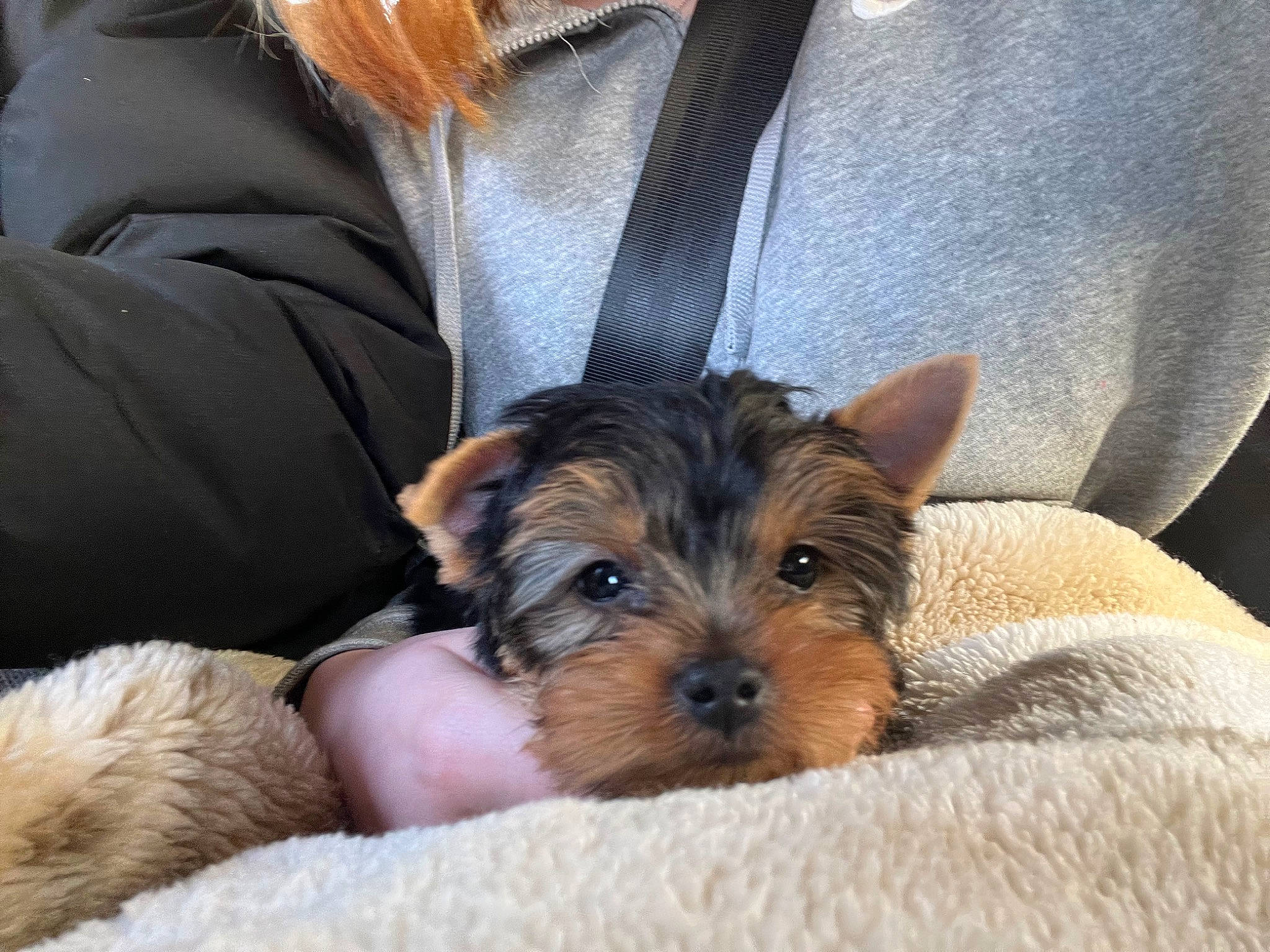 Jessy a rejoint le concours — aidez-le/la à gagner de superbes lots ! canidae, carnivore, comfort, companion_dog, dog, dog_breed, dog_supply, fawn, fur, liver, small_terrier, snout, sporting_group, terrestrial_animal, terrier, toy_dog, working_animal, working_terrier, yorkipoo, yorkshire_terrier