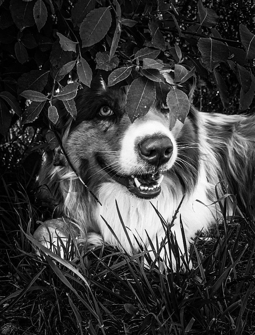 Charly participe au concours pour gagner de l'argent avec cette photo : art, black_and_white, canidae, carnivore, companion_dog, darkness, dog, dog_breed, fang, flash_photography, fur, grass, happy, monochrome, monochrome_photography, plant, snout, sporting_group, style, whiskers