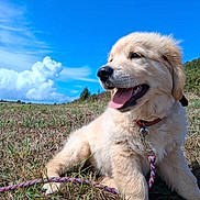 Alma a rejoint le concours — aidez-le/la à gagner de superbes lots ! puppy, dog, golden_retriever, grass, field, leash, blue_sky, clouds, outdoor, nature, happy, tongue_out, young_dog, canine, pet, sunny, summer, cute, animal, collar