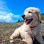 puppy, dog, golden_retriever, grass, field, leash, blue_sky, clouds, outdoor, nature, happy, tongue_out, young_dog, canine, pet, sunny, summer, cute, animal, collar