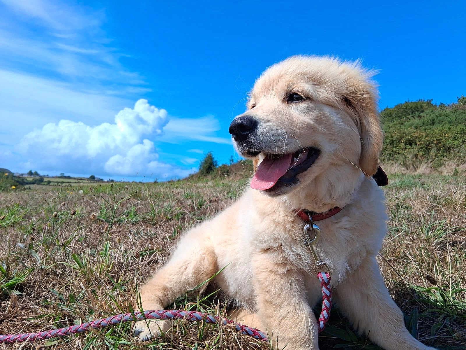 Alma a rejoint le concours — aidez-le/la à gagner de superbes lots ! puppy, dog, golden_retriever, grass, field, leash, blue_sky, clouds, outdoor, nature, happy, tongue_out, young_dog, canine, pet, sunny, summer, cute, animal, collar