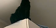 Moon a rejoint le concours — aidez-le/la à gagner de superbes lots ! cat, black_cat, pet, animal, indoor, perched, cabinet, furniture, curiosity, yellow_eyes, silhouette, ceiling, shadow, portrait, kitten, lookout, low_angle, home_interior, whiskers, on_top_of_cabinet