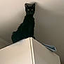 cat, black_cat, pet, animal, indoor, perched, cabinet, furniture, curiosity, yellow_eyes, silhouette, ceiling, shadow, portrait, kitten, lookout, low_angle, home_interior, whiskers, on_top_of_cabinet