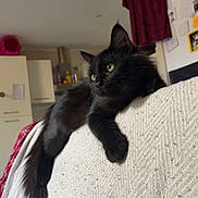 Moon participe au concours pour gagner de l'argent avec cette photo : cat, black_cat, pet, indoor, sofa, blanket, fur, whiskers, tail, ears, green_eyes, relaxed, cozy, portrait, home, living_room, furniture, domestic_animal, cute, mammal