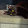 black_cat, cat, yellow_eyes, pet, feline, whiskers, fur, close_up, portrait, indoor, carpet, ottoman, resting, lying_down, cozy, cute, stare, dark_background, shadow, lighting
