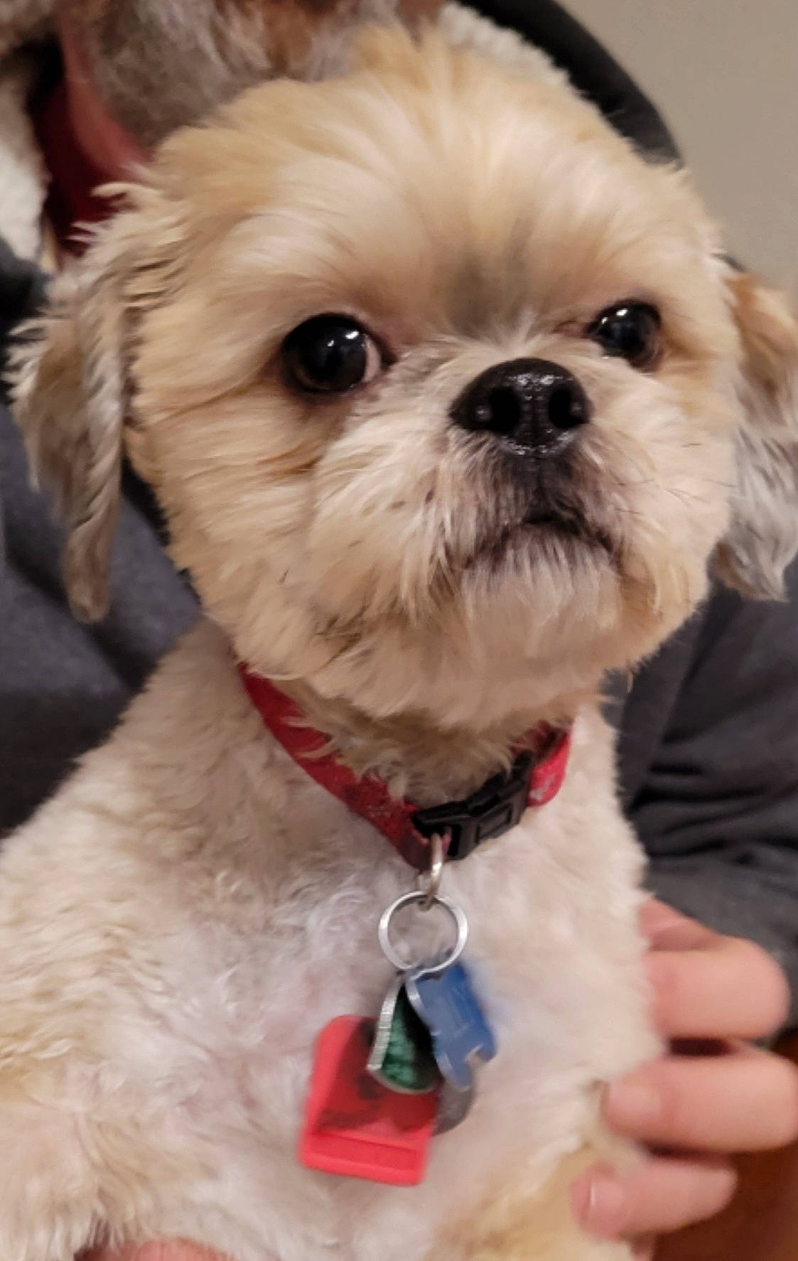 Willy joined the competition — help win amazing prizes! bow_tie, carnivore, collar, companion_dog, dog, dog_breed, dog_collar, dog_supply, eye, eyewear, fawn, liver, shih_tzu, small_terrier, snout, sporting_group, sunglasses, toy_dog, vision_care, working_animal