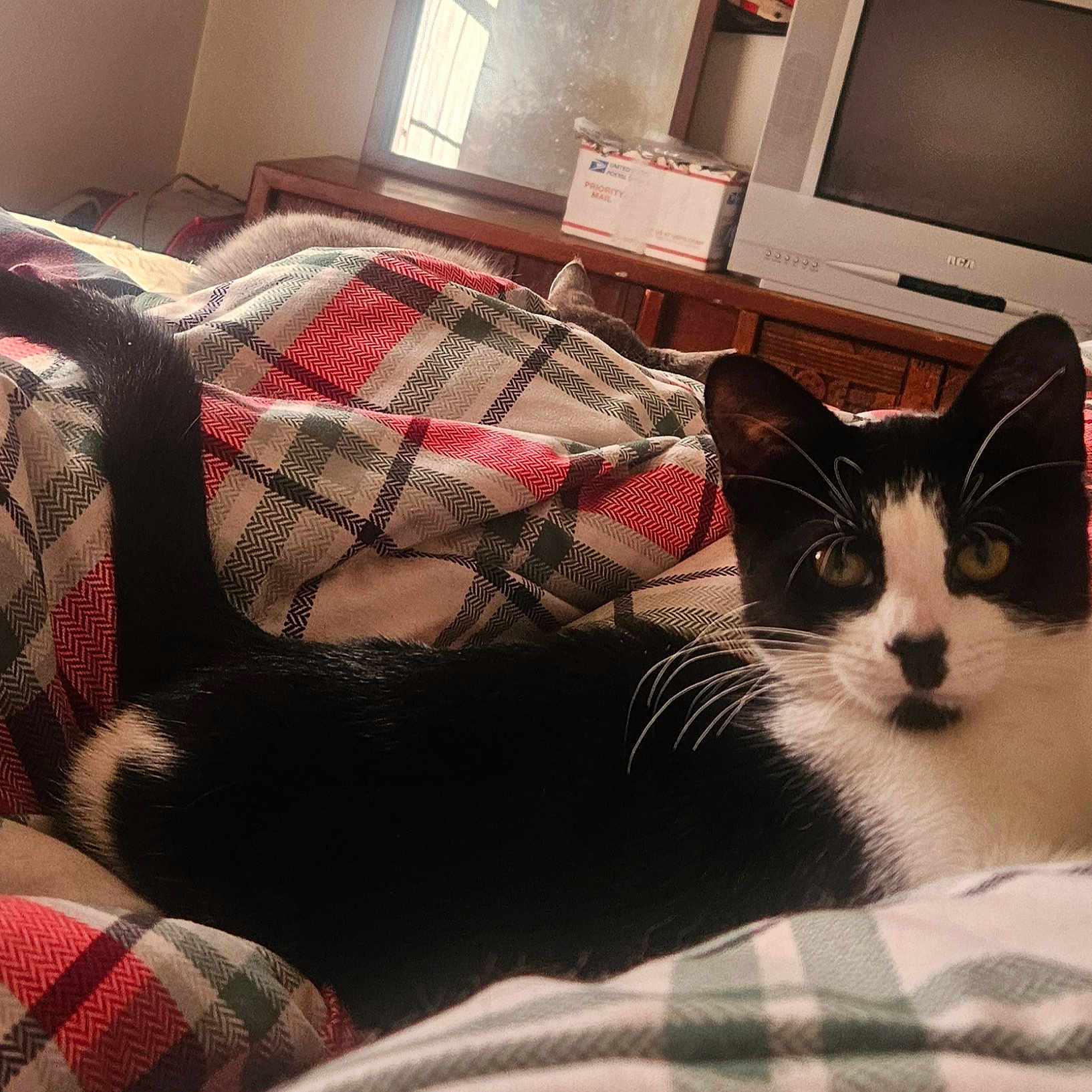 Peanut joined the competition — help win amazing prizes! cat, tuxedo_cat, black_and_white, feline, pet, animal, whiskers, yellow_eyes, indoors, bed, blanket, quilt, bedroom, furniture, television, mirror, dresser, cozy, lounging, portrait