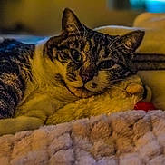 Missie joined the competition — help win amazing prizes! bed, blanket, cat, closeup, cozy, cushion, ears, feline, home, indoor, lying_down, pet, pillow, portrait, relaxed, sleepy, striped_fur, tabby, warm_lighting, whiskers