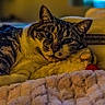 bed, blanket, cat, closeup, cozy, cushion, ears, feline, home, indoor, lying_down, pet, pillow, portrait, relaxed, sleepy, striped_fur, tabby, warm_lighting, whiskers