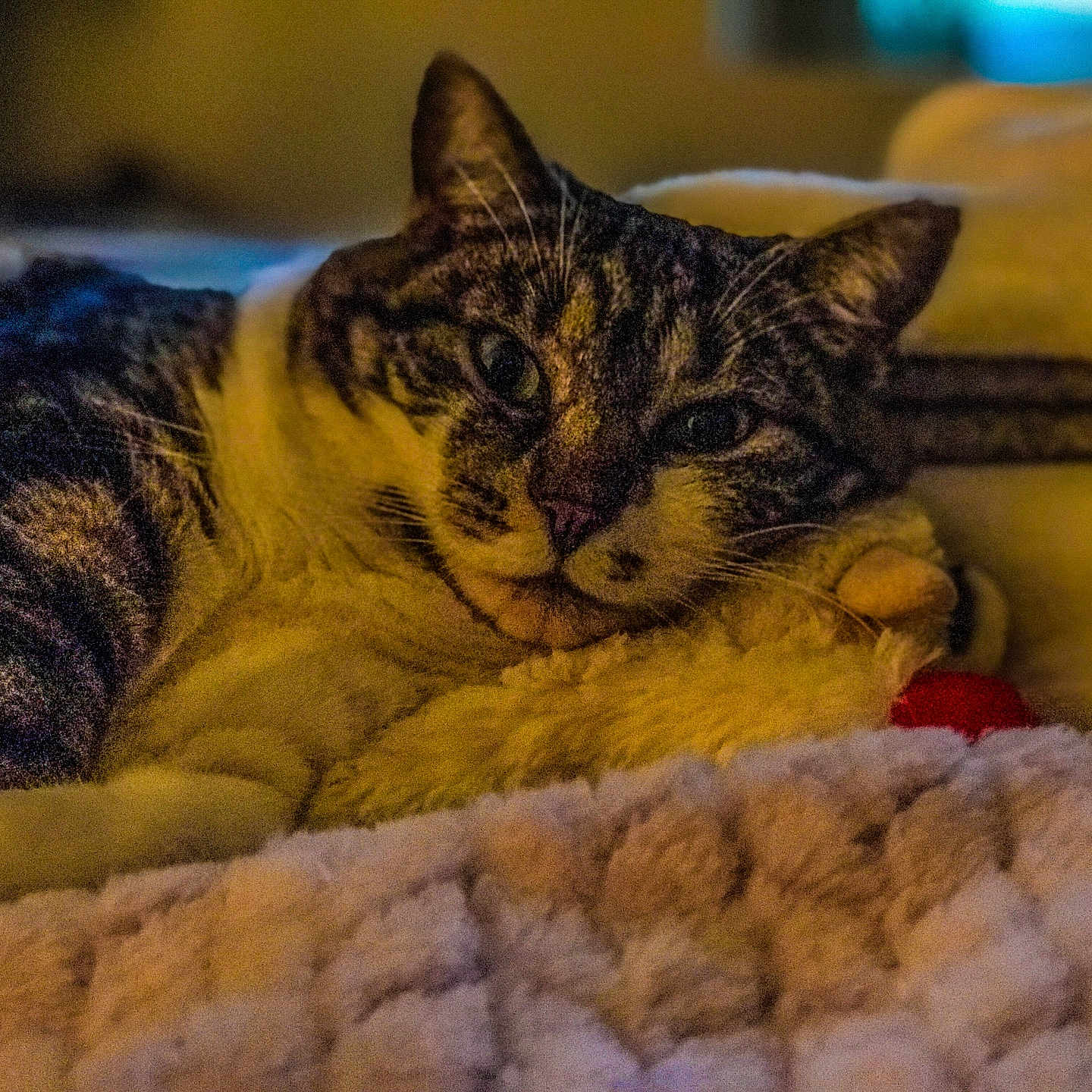Missie joined the competition — help win amazing prizes! bed, blanket, cat, closeup, cozy, cushion, ears, feline, home, indoor, lying_down, pet, pillow, portrait, relaxed, sleepy, striped_fur, tabby, warm_lighting, whiskers