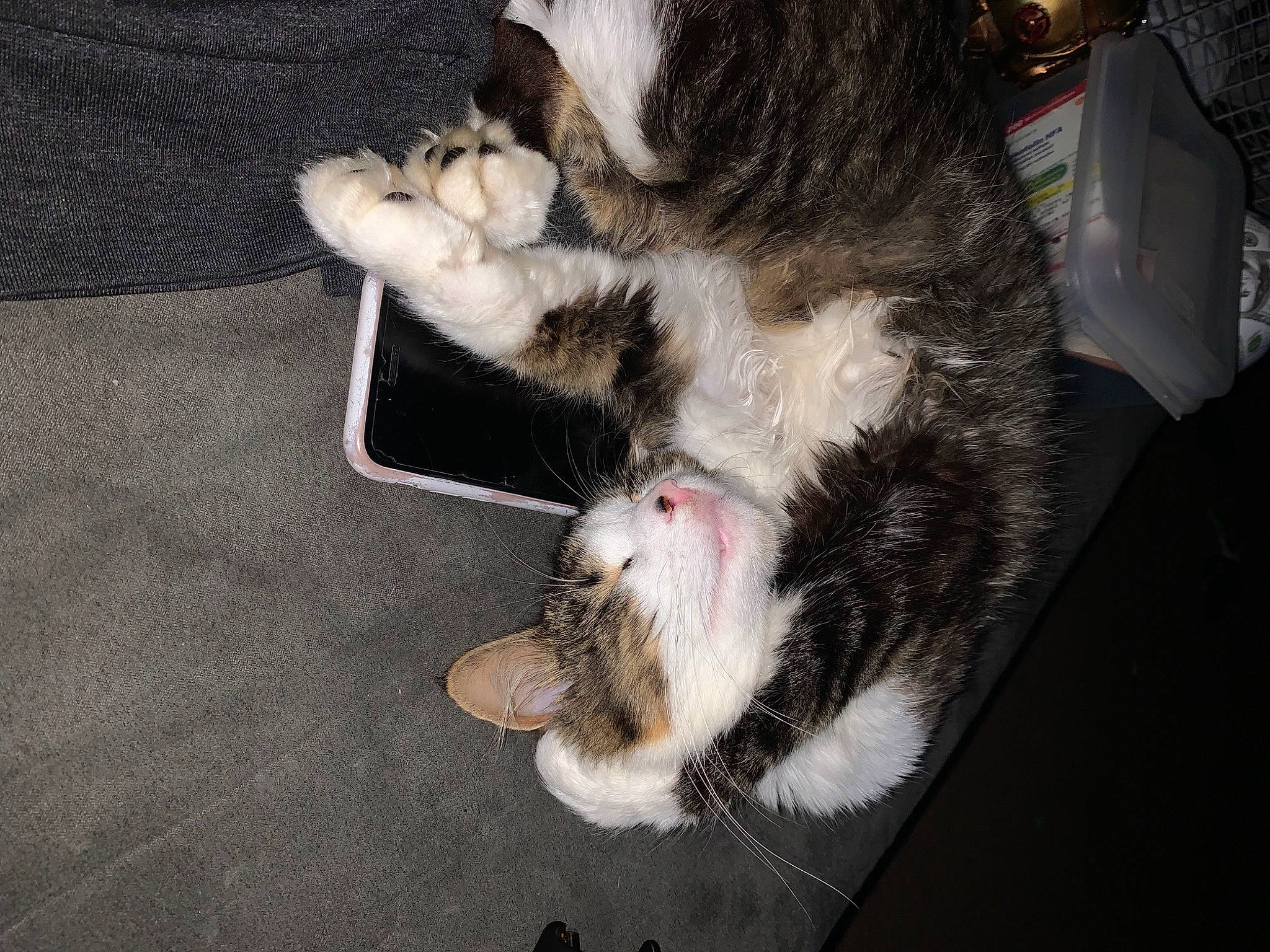 Loki joined the competition — help win amazing prizes! canidae, carnivore, cat, claw, dog_breed, domestic_short_haired_cat, fawn, felidae, foot, fur, paw, siberian_husky, small_to_medium_sized_cats, snout, sporting_group, tail, whiskers