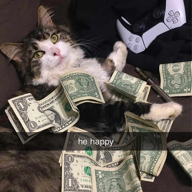 Loki is registered to the contest to win money with this photo: banknote, carnivore, cash, cat, collection, currency, dollar, domestic_short_haired_cat, felidae, fur, games, money, money_handling, paper, paper_product, pattern, saving, small_to_medium_sized_cats, whiskers