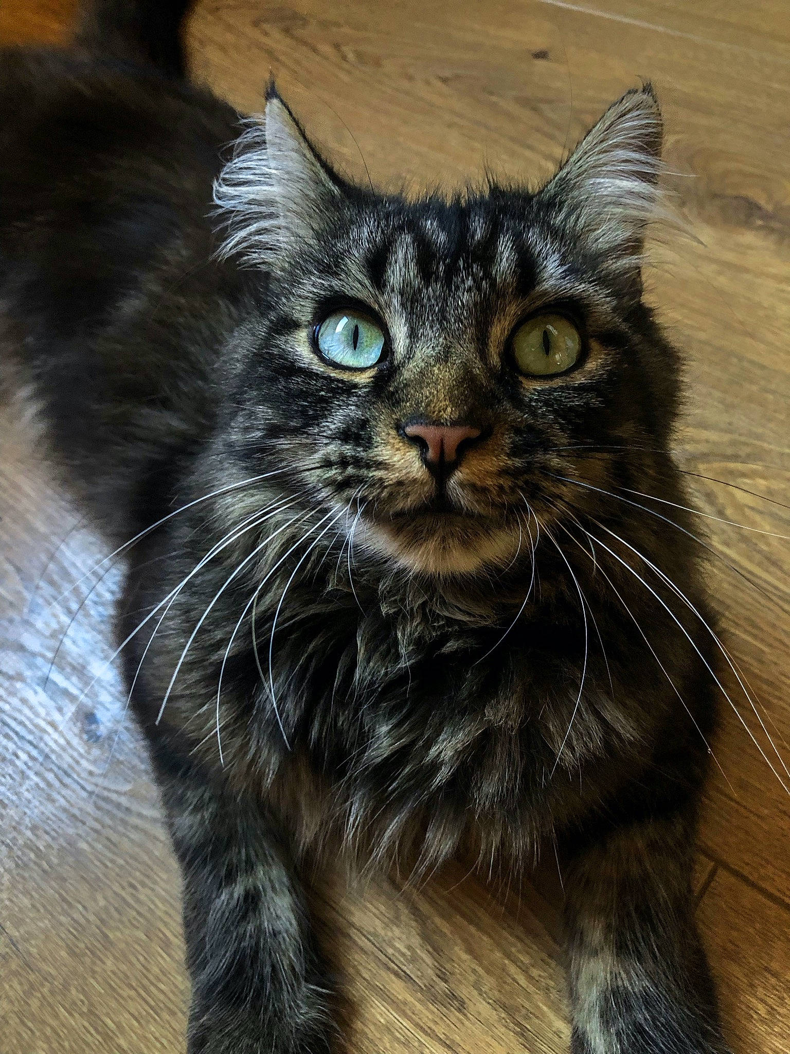 Penelope participe au concours pour gagner de l'argent avec cette photo : american_curl, asian, asian_semi_longhair, carnivore, cat, domestic_long_haired_cat, domestic_short_haired_cat, european_shorthair, eye, felidae, fur, kitten, maine_coon, mammal, norwegian_forest_cat, small_to_medium_sized_cats, snout, tabby_cat, vertebrate, whiskers