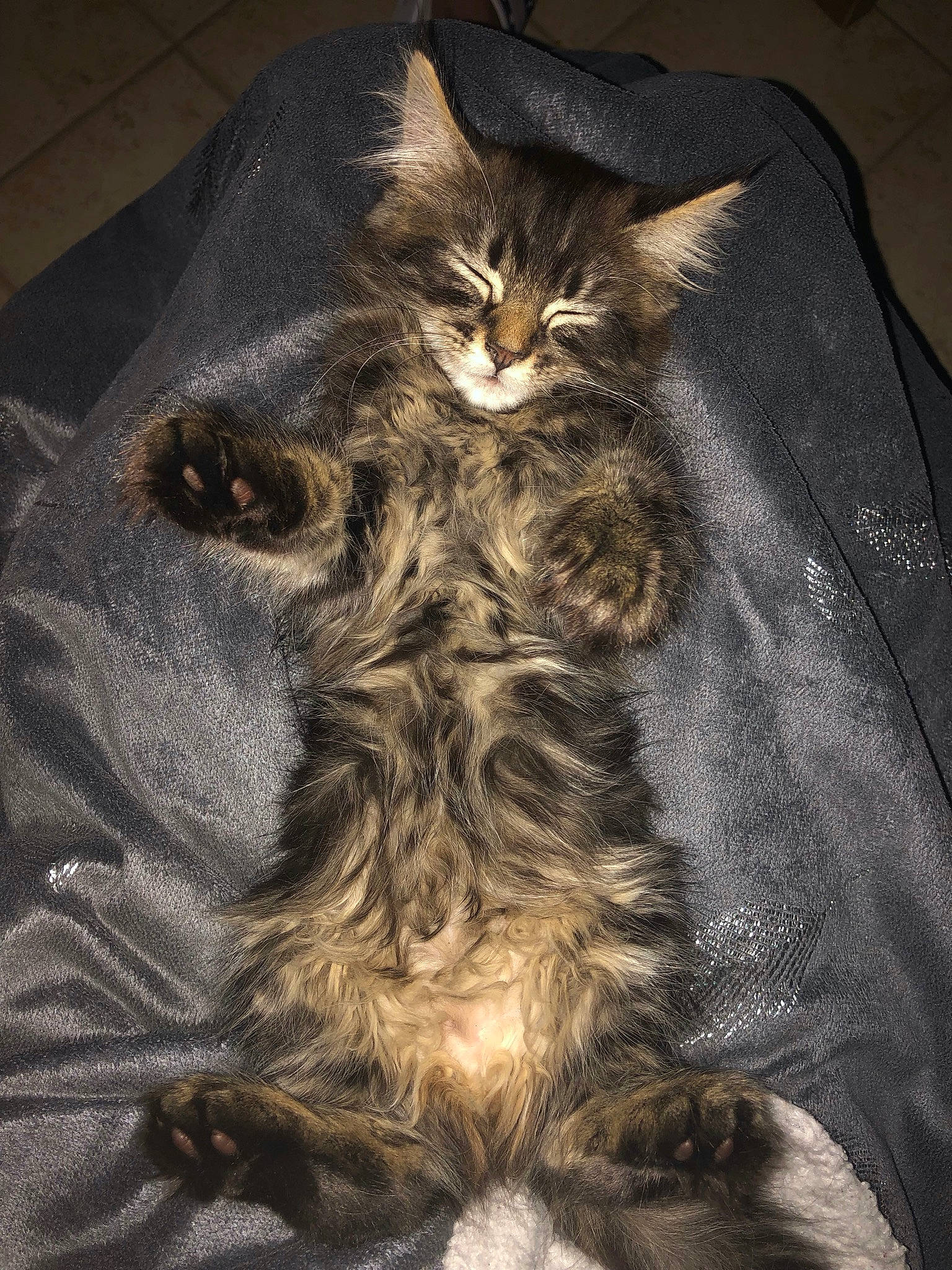 Penelope participe au concours pour gagner de l'argent avec cette photo : asian, british_semi_longhair, carnivore, cat, domestic_long_haired_cat, european_shorthair, felidae, fur, kitten, kurilian_bobtail, maine_coon, mammal, norwegian_forest_cat, pixie_bob, siberian, small_to_medium_sized_cats, tabby_cat, whiskers, wild_cat