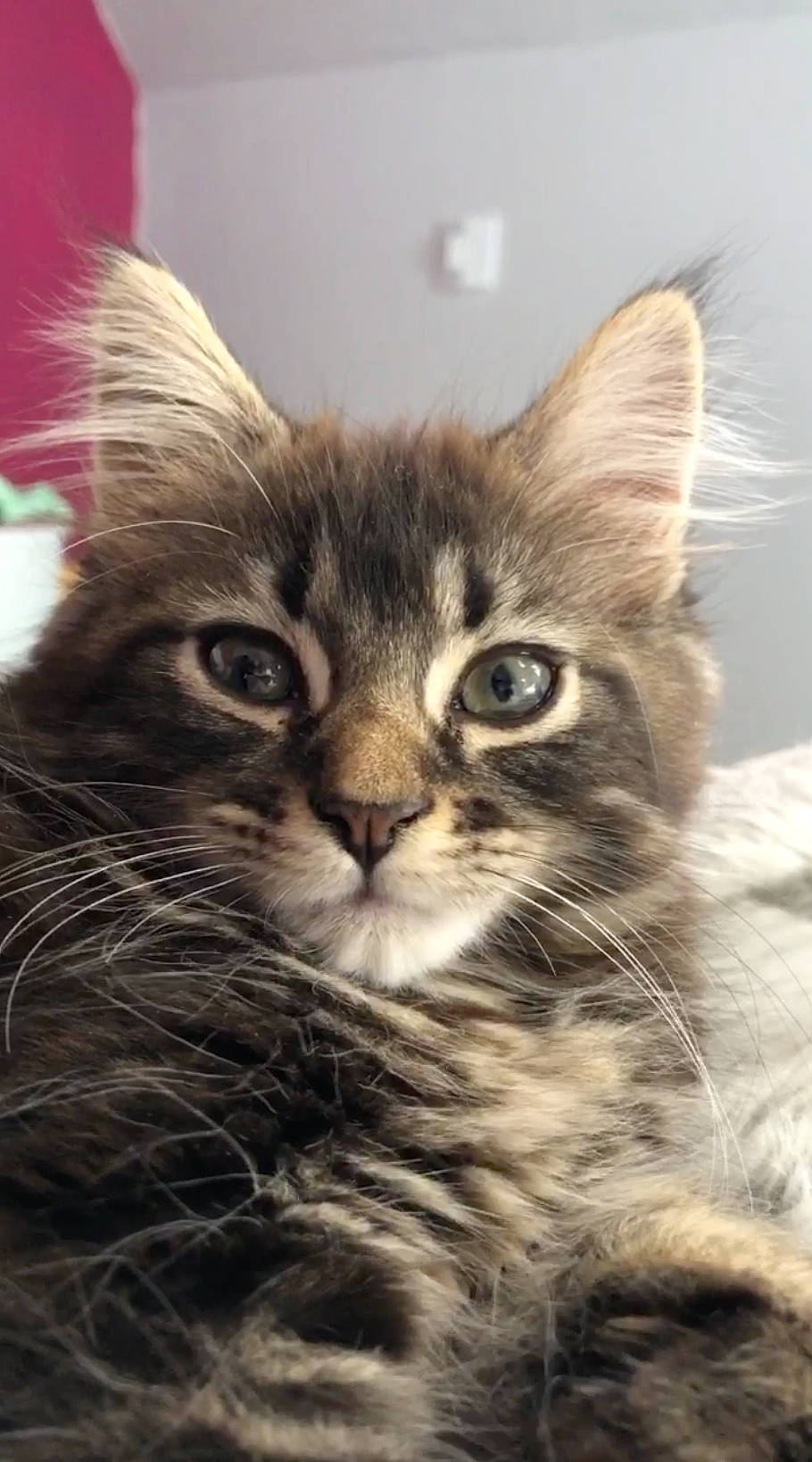 Penelope a rejoint le concours — aidez-le/la à gagner de superbes lots ! american_curl, asian, carnivore, cat, domestic_long_haired_cat, domestic_short_haired_cat, dragon_li, european_shorthair, felidae, kitten, maine_coon, mammal, norwegian_forest_cat, pixie_bob, siberian, small_to_medium_sized_cats, snout, tabby_cat, vertebrate, whiskers