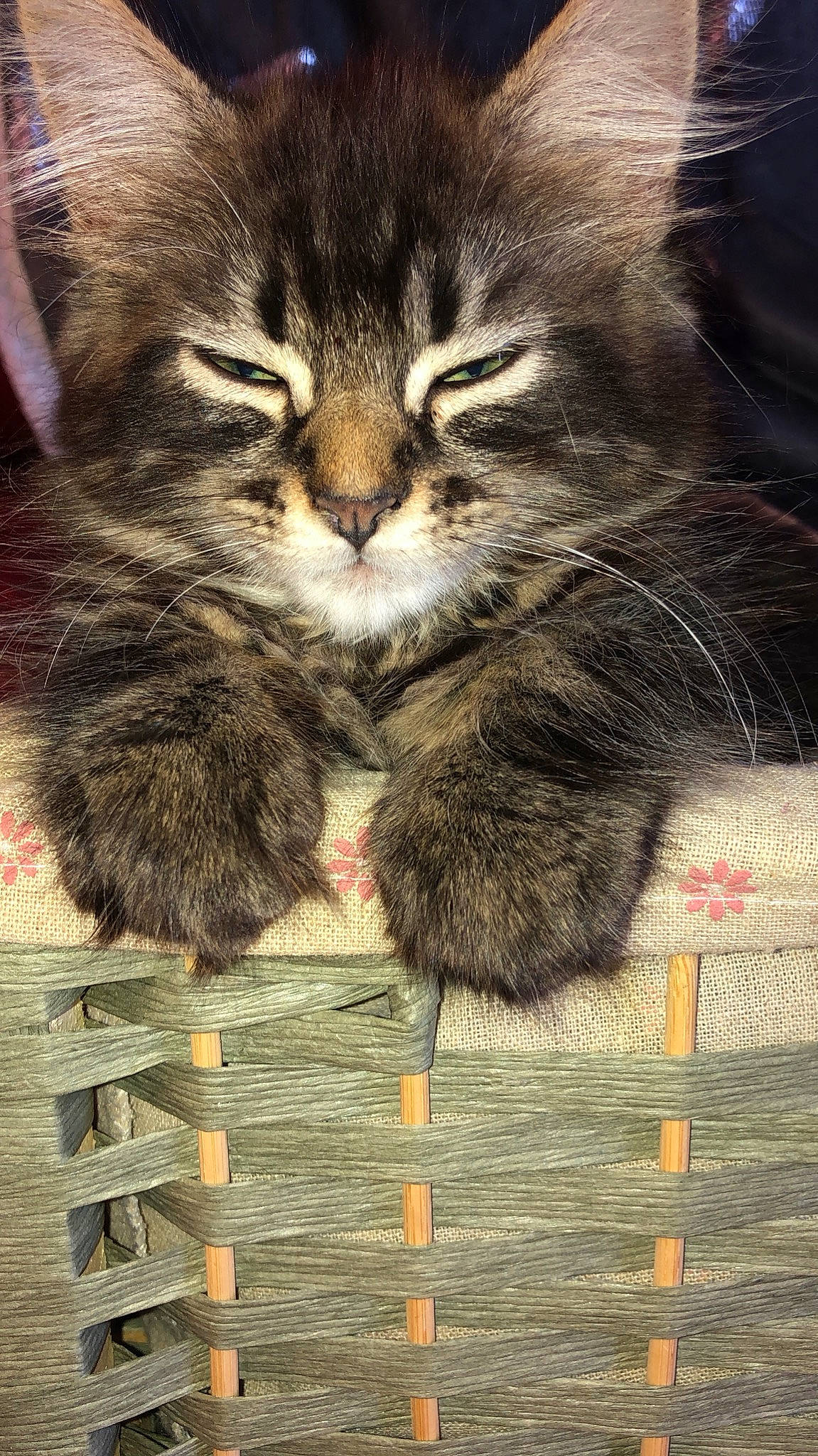 Penelope participe au concours pour gagner de l'argent avec cette photo : asian, british_semi_longhair, carnivore, cat, cymric, domestic_long_haired_cat, domestic_short_haired_cat, european_shorthair, felidae, fur, kitten, maine_coon, mammal, norwegian_forest_cat, pixie_bob, siberian, small_to_medium_sized_cats, tabby_cat, whiskers