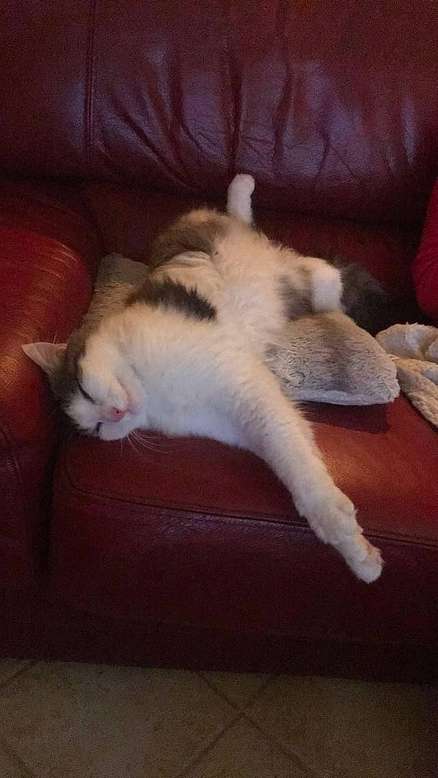 Nemo participe au concours pour gagner de l'argent avec cette photo : aegean_cat, carnivore, cat, claw, domestic_short_haired_cat, european_shorthair, fawn, felidae, fur, kitten, leg, nap, paw, polydactyl_cat, sleep, small_to_medium_sized_cats, tail, turkish_angora, whiskers