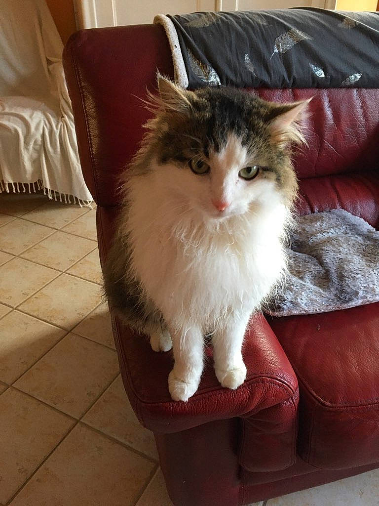 Nemo a rejoint le concours — aidez-le/la à gagner de superbes lots ! american_curl, asian, asian_semi_longhair, british_semi_longhair, carnivore, cat, cymric, domestic_long_haired_cat, fawn, felidae, fur, kitten, mammal, norwegian_forest_cat, persian, ragamuffin, small_to_medium_sized_cats, vertebrate, whiskers