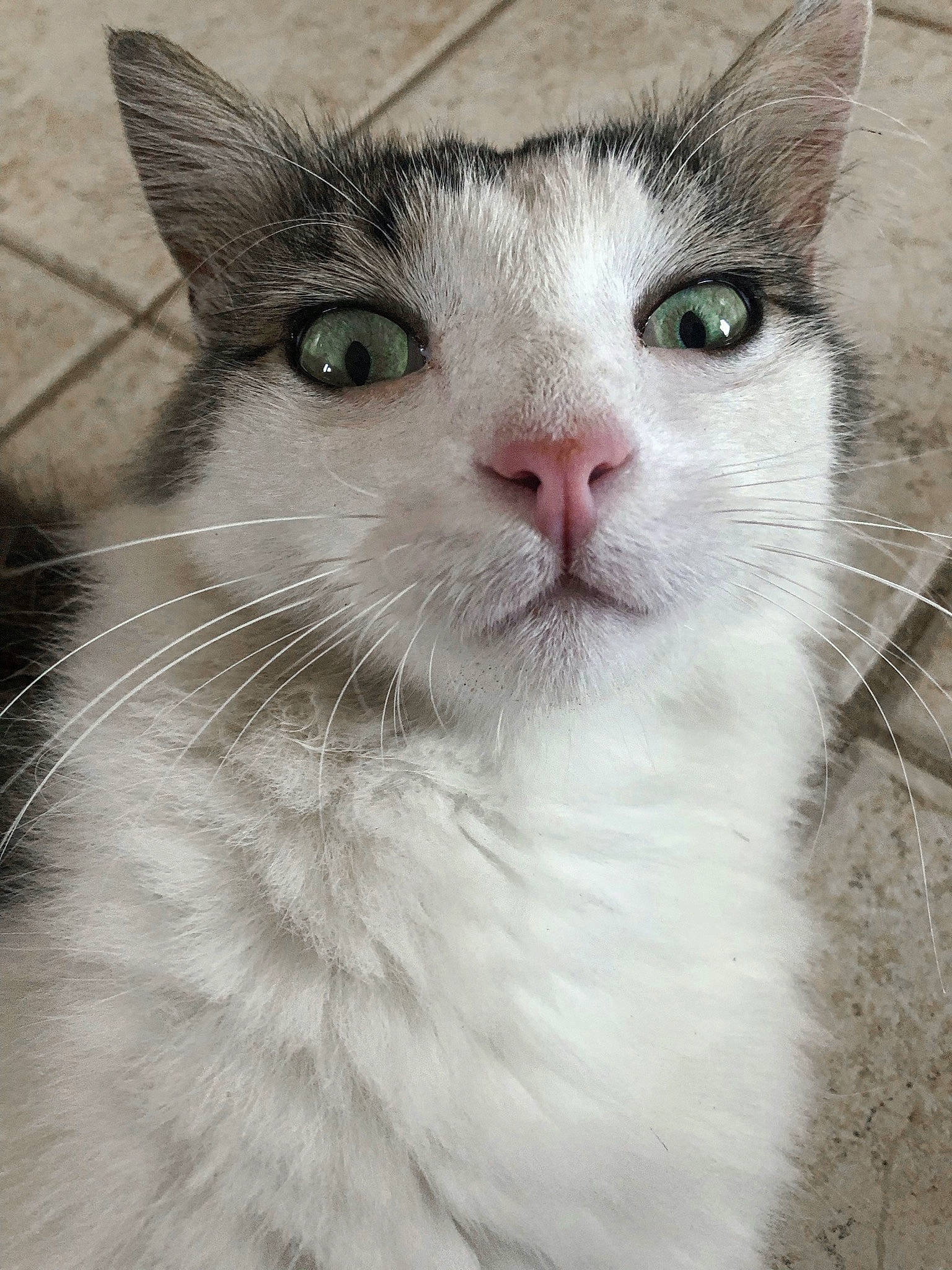 Nemo participe au concours pour gagner de l'argent avec cette photo : aegean_cat, carnivore, cat, domestic_long_haired_cat, domestic_short_haired_cat, ear, eye, felidae, fur, kitten, mammal, nose, small_to_medium_sized_cats, snout, turkish_van, vertebrate, whiskers