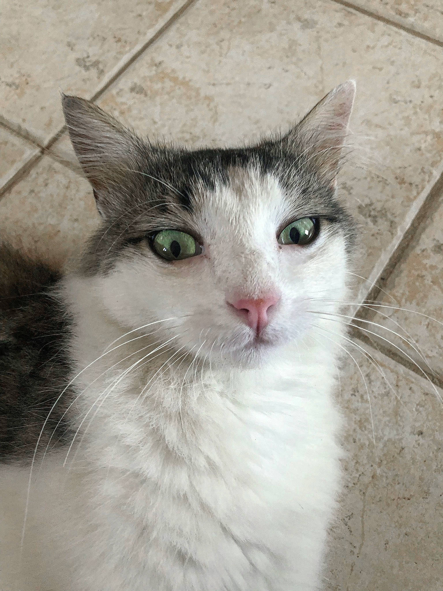 Nemo a rejoint le concours — aidez-le/la à gagner de superbes lots ! aegean_cat, american_wirehair, asian, carnivore, cat, domestic_short_haired_cat, european_shorthair, eye, felidae, fur, kitten, mammal, nose, ojos_azules, small_to_medium_sized_cats, snout, turkish_van, vertebrate, whiskers