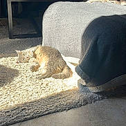 Iris a rejoint le concours — aidez-le/la à gagner de superbes lots ! cat, sunlight, rug, blanket, couch, living_room, floor, tile_floor, furniture, cozy, pet, indoor, relaxing, animal, home, sunny, resting, domestic_cat, fur, comfy
