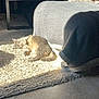 cat, sunlight, rug, blanket, couch, living_room, floor, tile_floor, furniture, cozy, pet, indoor, relaxing, animal, home, sunny, resting, domestic_cat, fur, comfy