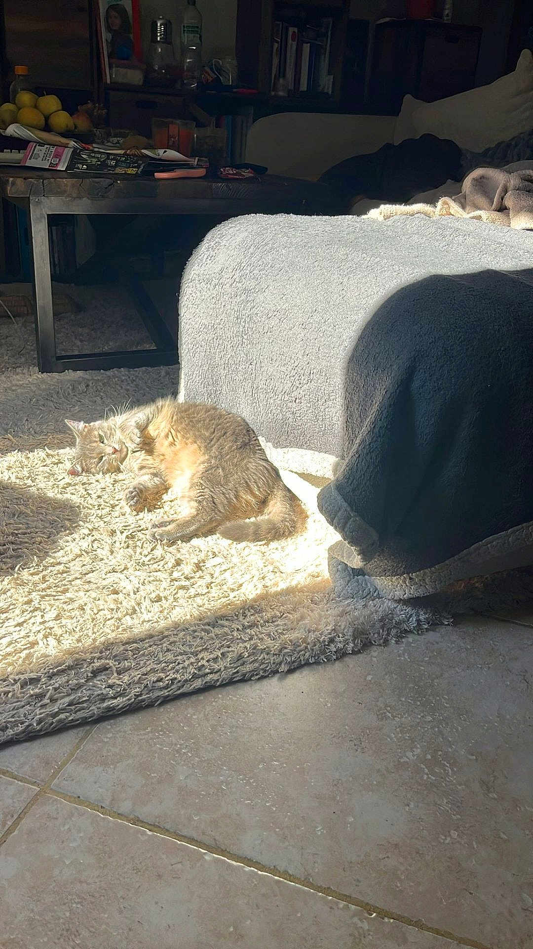 Iris a rejoint le concours — aidez-le/la à gagner de superbes lots ! cat, sunlight, rug, blanket, couch, living_room, floor, tile_floor, furniture, cozy, pet, indoor, relaxing, animal, home, sunny, resting, domestic_cat, fur, comfy