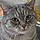 Chaton C.