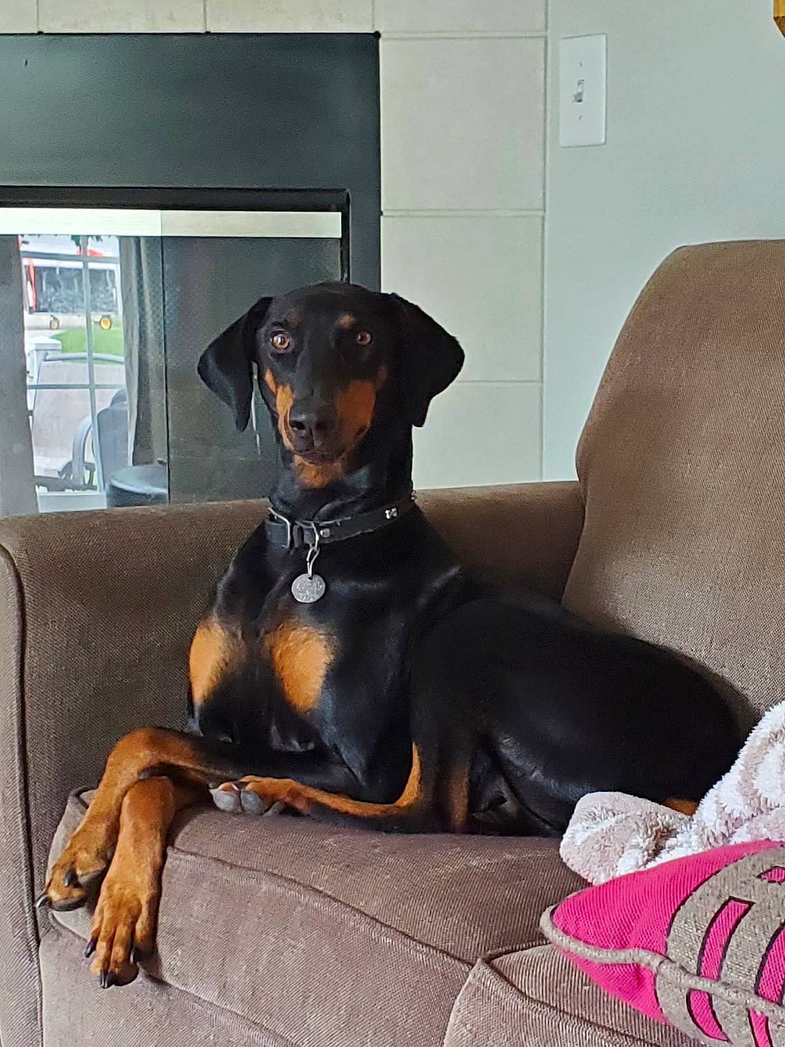 Stella joined the competition — help win amazing prizes! canidae, carnivore, comfort, companion_dog, couch, dachshund, dog, dog_breed, guard_dog, hound, living_room, mammal, non_sporting_group, paw, snout, sporting_group, tail, working_animal, working_dog